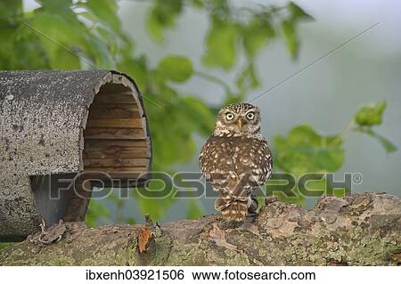 "Little Owl (Athene noctua), Emsland, Lower Saxony, Germany, Europe" View Large Photo Image Stock Photograph - "Little Owl (Athene noctua), Emsland, Lower Saxony, Germany, Europe". Fotosearch