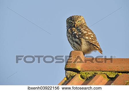 "Little Owl (Athene noctua), Emsland, Lower Saxony, Germany, Europe" View Large Photo Image Stock Photograph - "Little Owl (Athene noctua), Emsland, Lower Saxony, Germany, Europe". Fotosearch