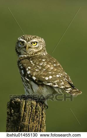 "Little owl (Athene noctua), Hortobagy, Hungary, Europe" View Large Photo Image Stock Image - "Little owl (Athene noctua), Hortobagy, Hungary, Europe". Fotosearch