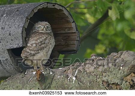 "Little Owl (Athene noctua), young, Emsland, Lower Saxony, Germany, Europe" View Large Photo Image Stock Image - "Little Owl (Athene noctua), young, Emsland, Lower Saxony, Germany, Europe". Fotosearch