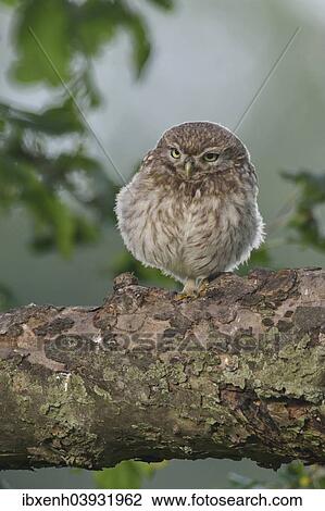 "Little Owl (Athene noctua), young, Emsland, Lower Saxony, Germany, Europe" View Large Photo Image Stock Image - "Little Owl (Athene noctua), young, Emsland, Lower Saxony, Germany, Europe". Fotosearch