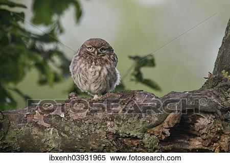 "Little Owl (Athene noctua), young, Emsland, Lower Saxony, Germany, Europe" View Large Photo Image Stock Photography - "Little Owl (Athene noctua), young, Emsland, Lower Saxony, Germany, Europe". Fotosearch
