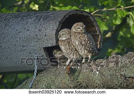 "Little Owls (Athene noctua), young, Emsland, Lower Saxony, Germany, Europe" View Large Photo Image Stock Image - "Little Owls (Athene noctua), young, Emsland, Lower Saxony, Germany, Europe". Fotosearch