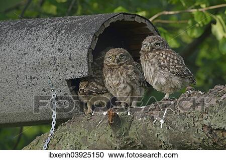 "Little Owls (Athene noctua), young, Emsland, Lower Saxony, Germany, Europe" View Large Photo Image Stock Image - "Little Owls (Athene noctua), young, Emsland, Lower Saxony, Germany, Europe". Fotosearch