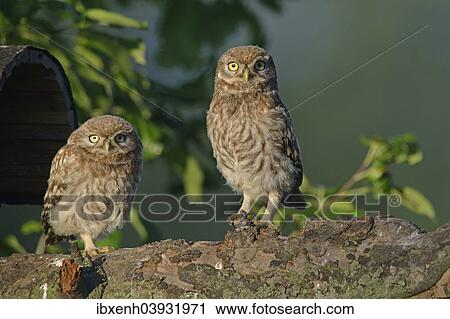 "Little Owls (Athene noctua), young, Emsland, Lower Saxony, Germany, Europe" View Large Photo Image Stock Image - "Little Owls (Athene noctua), young, Emsland, Lower Saxony, Germany, Europe". Fotosearch