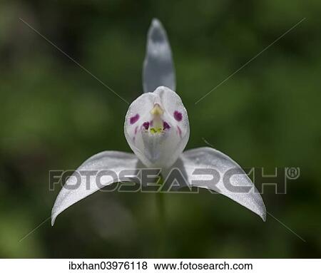 "Little Pigeon Orchid (Codonorchis lessonii), Huerquehue National Park, Araucania Region, Chile, South America" View Large Photo Image Stock Photo - "Little Pigeon Orchid (Codonorchis lessonii), Huerquehue National Park, Araucania Region, Chile, South America". Fotosearch