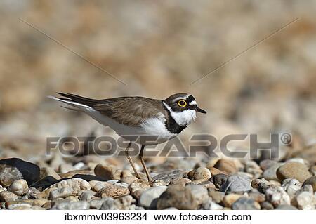"Little ringed plover (Charadrius dubius), male in habitat, Dessau-Rosslau, Saxony-Anhalt, Germany, Europe" View Large Photo Image Picture - "Little ringed plover (Charadrius dubius), male in habitat, Dessau-Rosslau, Saxony-Anhalt, Germany, Europe". Fotosearch