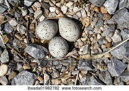 "Little Ringed Plover (Charadrius dubius), nest with three eggs, Apetlon, Lake Neusiedl, Burgenland, Austria, Europe" View Large Photo Image Stock Image - "Little Ringed Plover (Charadrius dubius), nest with three eggs, Apetlon, Lake Neusiedl, Burgenland, Austria, Europe". Fotosearch