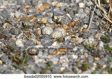 "Little Ringed Plover (Charadrius dubius), nest with eggs, well camouflaged on a gravel bank, Apetlon, Lake Neusiedl, Burgenland, Austria, Europe" View Large Photo Image Stock Image - "Little Ringed Plover (Charadrius dubius), nest with eggs, well camouflaged on a gravel bank, Apetlon, Lake Neusiedl, Burgenland, Austria, Europe". Fotosearch