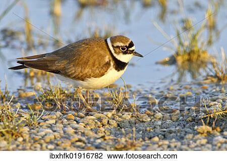 Stock Image - "Little ringed plover (Charadrius dubius), Burgenland, Austria, Europe". Fotosearch