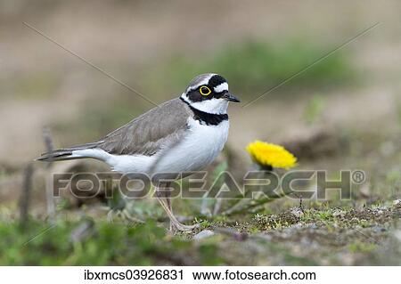 "Little Ringed Plover (Charadrius dubius), North Hesse, Hesse, Germany, Europe" View Large Photo Image Stock Image - "Little Ringed Plover (Charadrius dubius), North Hesse, Hesse, Germany, Europe". Fotosearch