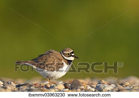 "Little ringed plover (Charadrius dubius), male shaking itself, Dessau-Rosslau, Saxony-Anhalt, Germany, Europe" View Large Photo Image Stock Image - "Little ringed plover (Charadrius dubius), male shaking itself, Dessau-Rosslau, Saxony-Anhalt, Germany, Europe". Fotosearch