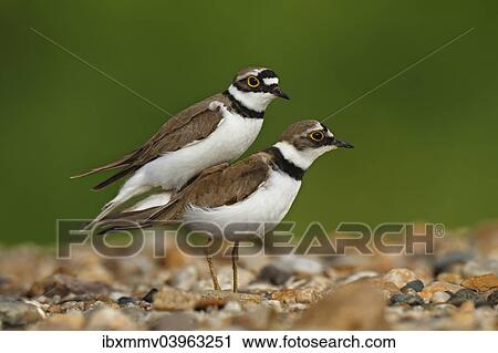 "Little ringed plover (Charadrius dubius), pair mating, Dessau-Rosslau, Saxony-Anhalt, Germany, Europe" View Large Photo Image Stock Image - "Little ringed plover (Charadrius dubius), pair mating, Dessau-Rosslau, Saxony-Anhalt, Germany, Europe". Fotosearch