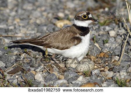 Stock Photo - "Little Ringed Plover (Charadrius dubius), on a nest with eggs on a gravel bank, Apetlon, Lake Neusiedl, Burgenland, Austria, Europe". Fotosearch