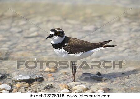 Stock Photo - "Little Ringed Plover (Charadrius dubius), Burgenland, Austria, Europe". Fotosearch