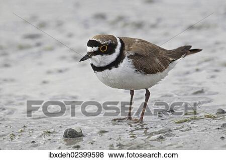 "Little Ringed Plover (Charadrius dubius), Burgenland, Austria, Europa, Europe" View Large Photo Image Stock Photo - "Little Ringed Plover (Charadrius dubius), Burgenland, Austria, Europa, Europe". Fotosearch