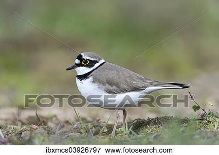 "Little Ringed Plover (Charadrius dubius), North Hesse, Hesse, Germany, Europe" View Large Photo Image Stock Photo - "Little Ringed Plover (Charadrius dubius), North Hesse, Hesse, Germany, Europe". Fotosearch