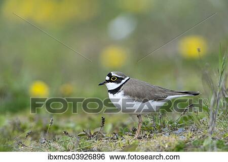 "Little Ringed Plover (Charadrius dubius), North Hesse, Hesse, Germany, Europe" View Large Photo Image Stock Photograph - "Little Ringed Plover (Charadrius dubius), North Hesse, Hesse, Germany, Europe". Fotosearch