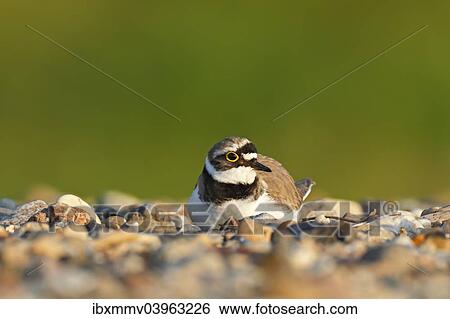 "Little ringed plover (Charadrius dubius), male on the nest, Dessau-Rosslau, Saxony-Anhalt, Germany, Europe" View Large Photo Image Stock Photograph - "Little ringed plover (Charadrius dubius), male on the nest, Dessau-Rosslau, Saxony-Anhalt, Germany, Europe". Fotosearch