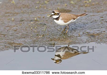 "Little Ringed Plover (Charadrius dubius) reflected in water, Texel, The Netherlands, Europe" View Large Photo Image Stock Photograph - "Little Ringed Plover (Charadrius dubius) reflected in water, Texel, The Netherlands, Europe". Fotosearch