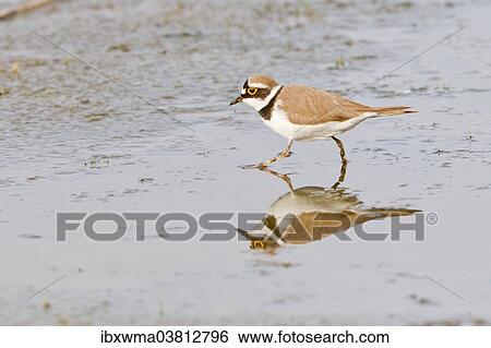 "Little Ringed Plover (Charadrius dubius) reflected in water, Texel, The Netherlands, Europe" View Large Photo Image Stock Photograph - "Little Ringed Plover (Charadrius dubius) reflected in water, Texel, The Netherlands, Europe". Fotosearch