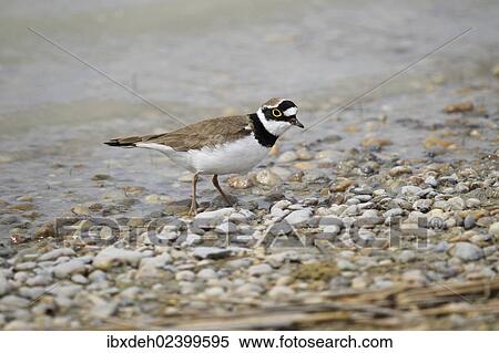 "Little Ringed Plover (Charadrius dubius), Burgenland, Austria, Europe" View Large Photo Image Stock Photography - "Little Ringed Plover (Charadrius dubius), Burgenland, Austria, Europe". Fotosearch