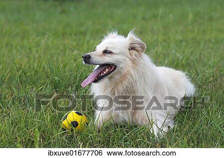 "Little white dog, spitz half-breed (Canis lupus familiaris), male domestic dog" View Large Photo Image Stock Photograph - "Little white dog, spitz half-breed (Canis lupus familiaris), male domestic dog". Fotosearch
