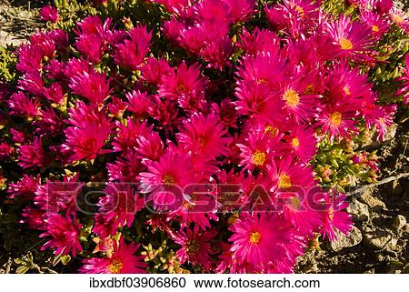 "Livingstone Daisy (Dorotheanthus bellidiformis), West Coast National Park, Western Cape, South Africa, Africa" View Large Photo Image Stock Image - "Livingstone Daisy (Dorotheanthus bellidiformis), West Coast National Park, Western Cape, South Africa, Africa". Fotosearch