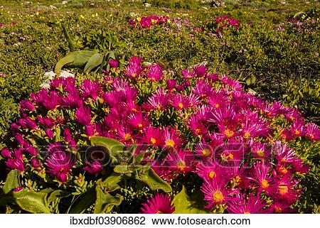 "Livingstone Daisy (Dorotheanthus bellidiformis), West Coast National Park, Western Cape, South Africa, Africa" View Large Photo Image Stock Image - "Livingstone Daisy (Dorotheanthus bellidiformis), West Coast National Park, Western Cape, South Africa, Africa". Fotosearch