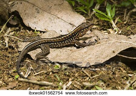 Picture - "Lizard in lowland rainforest, Braulio Carrillo National Park, Costa Rica, Central America, North America". Fotosearch