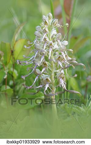 Lizard Orchid (Himantoglossum hircinum) View Large Photo Image Stock Photo - Lizard Orchid (Himantoglossum hircinum). Fotosearch