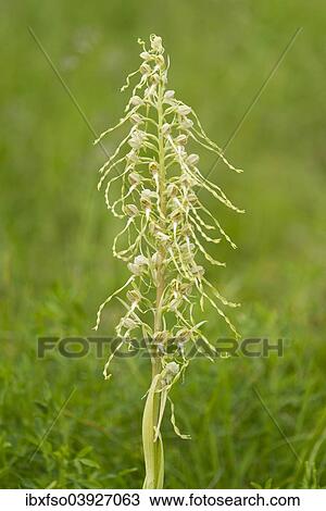 "Lizard Orchid (Himantoglossum hircinum), flowering, Thuringia, Germany, Europe" View Large Photo Image Stock Image - "Lizard Orchid (Himantoglossum hircinum), flowering, Thuringia, Germany, Europe". Fotosearch