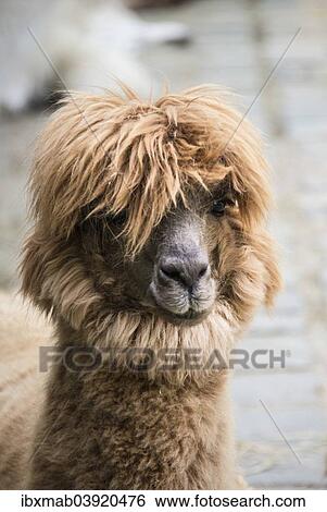Stock Photograph - "Llama (Lama), captive". Fotosearch