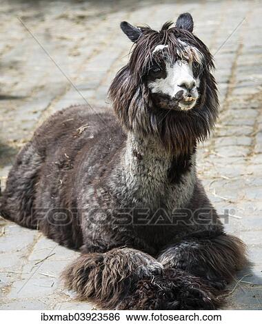 "Llama (Lama), captive" View Large Photo Image Stock Photograph - "Llama (Lama), captive". Fotosearch