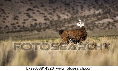 "Llama (Lama glama), Altiplano Highlands, northern Chile" View Large Photo Image Stock Image - "Llama (Lama glama), Altiplano Highlands, northern Chile". Fotosearch