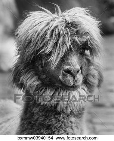 "Llama (Lama glama), animal portrait, black and white" View Large Photo Image Picture - "Llama (Lama glama), animal portrait, black and white". Fotosearch