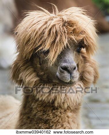 "Llama (Lama glama), animal portrait" View Large Photo Image Stock Image - "Llama (Lama glama), animal portrait". Fotosearch