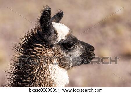 "Llama (Lama glama), Atacama Desert, Chile, South America" View Large Photo Image Stock Image - "Llama (Lama glama), Atacama Desert, Chile, South America". Fotosearch