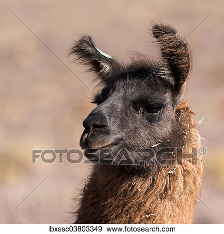 "Llama (Lama glama), Atacama Desert, Chile, South America" View Large Photo Image Stock Photo - "Llama (Lama glama), Atacama Desert, Chile, South America". Fotosearch