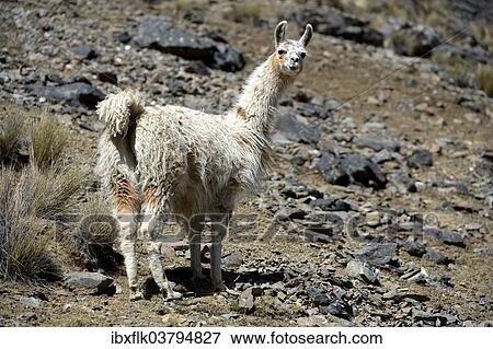 "Llama (Lama glama) standing in the Andean Highlands, Altiplano, Department of La Paz, Bolivia, South America" View Large Photo Image Stock Photo - "Llama (Lama glama) standing in the Andean Highlands, Altiplano, Department of La Paz, Bolivia, South America". Fotosearch