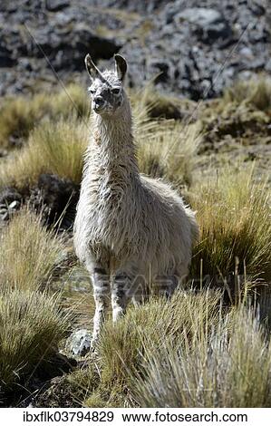"Llama (Lama glama) standing in the Andean Highlands, Altiplano, Department of La Paz, Bolivia, South America" View Large Photo Image Stock Photo - "Llama (Lama glama) standing in the Andean Highlands, Altiplano, Department of La Paz, Bolivia, South America". Fotosearch
