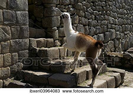 "Llama (Lama glama), young climbing stages in the ruined city of Machu Picchu, Peru, South America" View Large Photo Image Stock Image - "Llama (Lama glama), young climbing stages in the ruined city of Machu Picchu, Peru, South America". Fotosearch