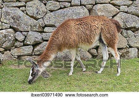"Llama (Llama gLlama) grazing in front of a typical Incan wall, UNESCO World Heritage Site, Machu Picchu, Peru, South America" View Large Photo Image Stock Image - "Llama (Llama gLlama) grazing in front of a typical Incan wall, UNESCO World Heritage Site, Machu Picchu, Peru, South America". Fotosearch