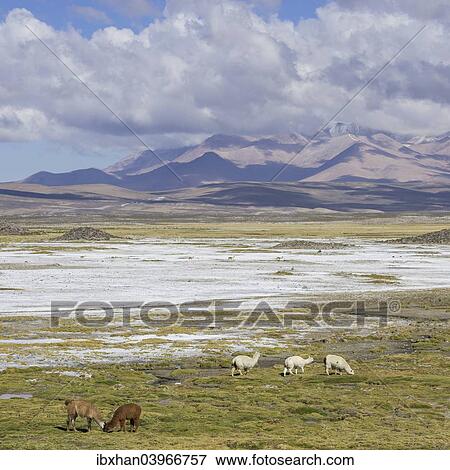"Llamas (Lama glama) in front of mountains, Putre, Arica y Parinacota Region, Chile, South America" View Large Photo Image Stock Photo - "Llamas (Lama glama) in front of mountains, Putre, Arica y Parinacota Region, Chile, South America". Fotosearch