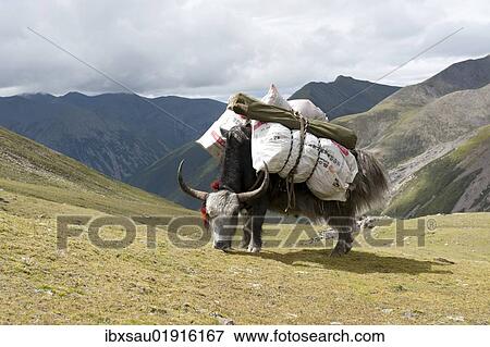 "Loaded Yak (Bos mutus) grazing on the grassland in front of high mountains, near the Chitu-La Pass, Himalaya Range, Central Tibet, Ue-Tsang, Tibet Autonomous Region, People's Republic of China, Asia" View Large Photo Image Stock Photo - "Loaded Yak (Bos mutus) grazing on the grassland in front of high mountains, near the Chitu-La Pass, Himalaya Range, Central Tibet, Ue-Tsang, Tibet Autonomous Region, People's Republic of China, Asia". Fotosearch