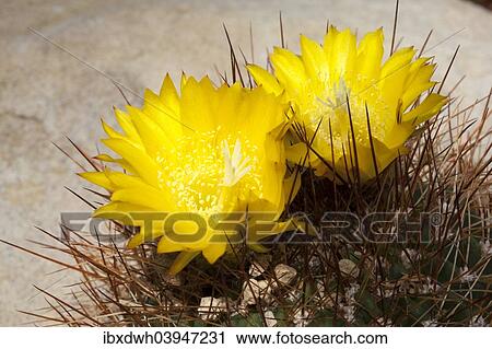 "Lobivia rosarioana cactus, North Rhine-Westphalia, Germany, Europe" View Large Photo Image Stock Image - "Lobivia rosarioana cactus, North Rhine-Westphalia, Germany, Europe". Fotosearch