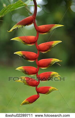 "Lobster claw, False-bird-of-paradise (Heliconia rostrata), Manuel Antonio National Park, Costa Rica, Central America, North America" View Large Photo Image Stock Image - "Lobster claw, False-bird-of-paradise (Heliconia rostrata), Manuel Antonio National Park, Costa Rica, Central America, North America". Fotosearch