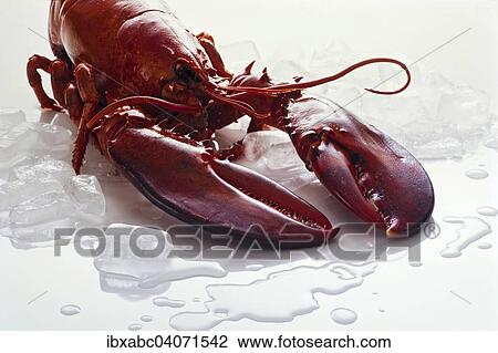 Lobster on ice View Large Photo Image Stock Image - Lobster on ice. Fotosearch
