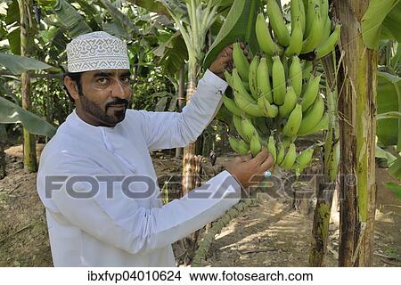 "Local man harvesting bananas, Salalah, Dhofar Region, Orient, Oman, Asia" View Large Photo Image Picture - "Local man harvesting bananas, Salalah, Dhofar Region, Orient, Oman, Asia". Fotosearch