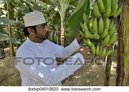 "Local man harvesting bananas, Salalah, Dhofar Region, Orient, Oman, Asia" View Large Photo Image Stock Image - "Local man harvesting bananas, Salalah, Dhofar Region, Orient, Oman, Asia". Fotosearch